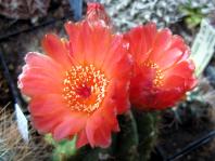 Thumbnail of 9999_Notocactus ottonis vencluianus_20110529(1).jpg